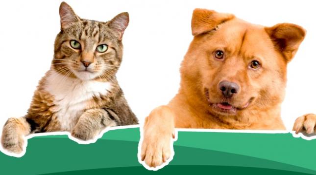 Registo e licenciamento de can&iacute;deos e gat&iacute;deos